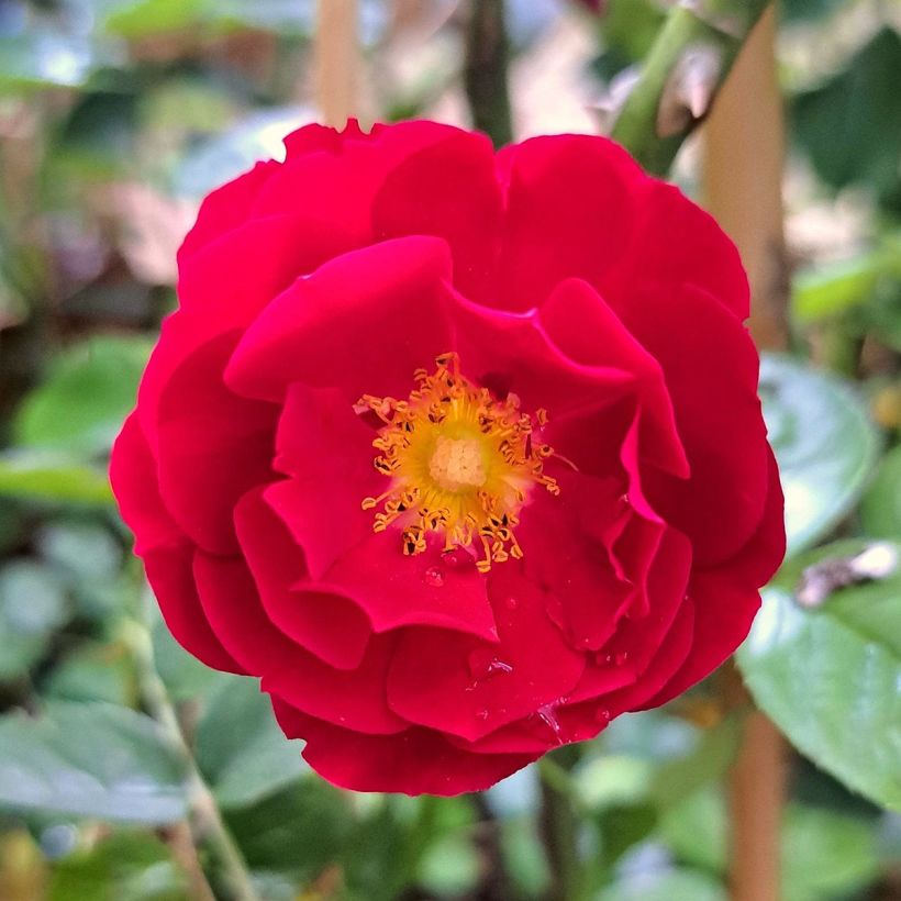 Rosa Mainaufeuer - Bodembedekkende roos (Flowering)