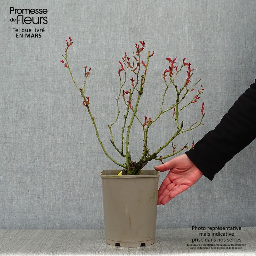 Example of Rosier couvre-sol Mainaufeuer Pot van 4 l/5 l as you get in hiver