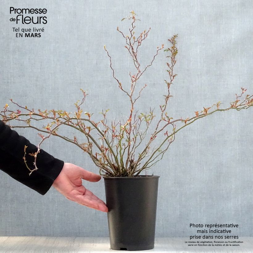 Exemplaar van Rosa Nozomi - Bodembedekkende roos Pot van 1 l/1,5 l zoals geleverd in de lente