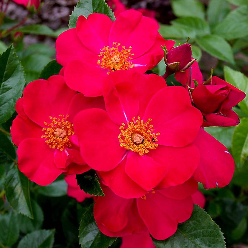 Rosa Pink Flash - Bodembedekkende roos (Flowering)
