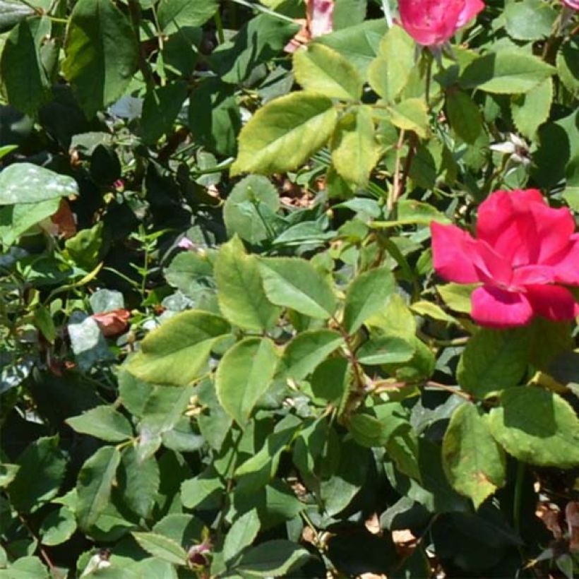 Rosa Pink Knock Out - Bodembedekkende roos (Foliage)