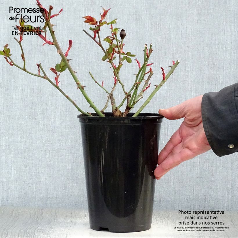 Example of Rosier couvre-sol Pink Knock Out (Rodin) Pot de 3L/4L as you get in hiver