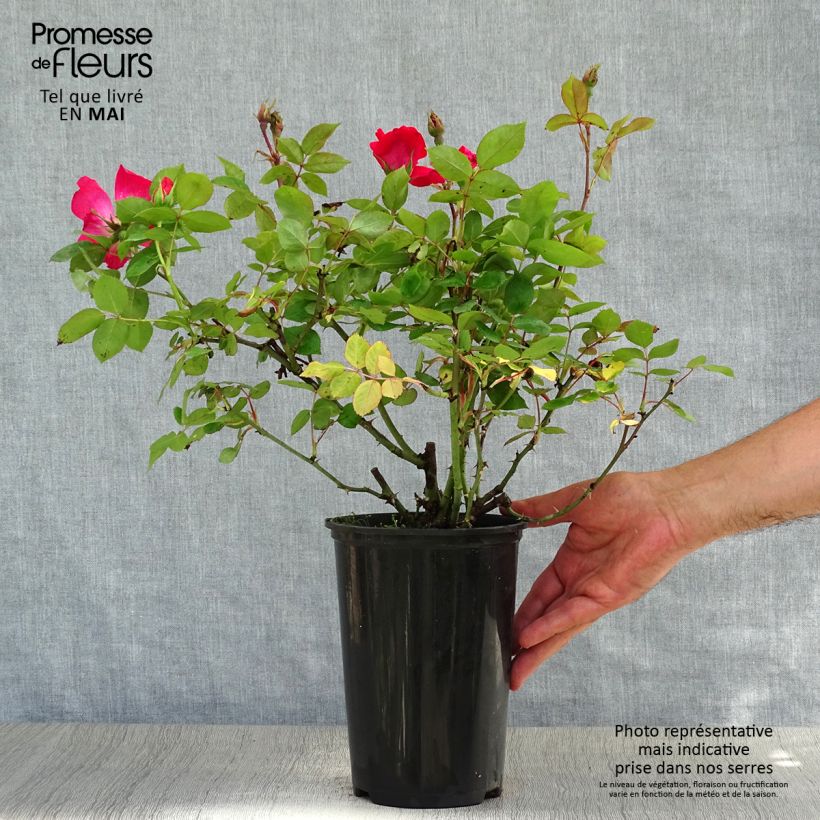 Exemplaar van Rosier couvre-sol Pink Knock Out (Rodin) Pot de 3L/4L zoals geleverd in de lente