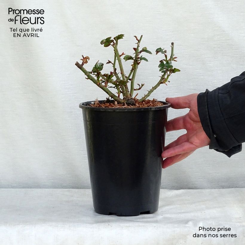 Example of Rosa Aprikola - Bodembedekkende roos Pot van 2 l/3 l as you get in hiver