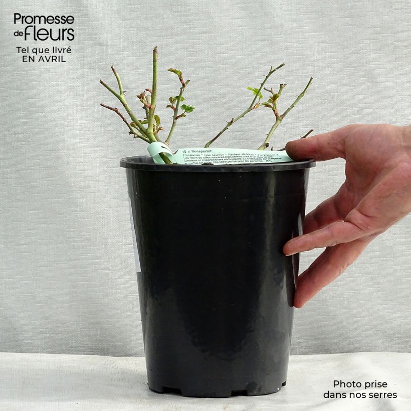 Exemplaar van Rosa Bad Birnbach - Bodembedekkende roos Pot van 2 l/3 l zoals geleverd in de lente