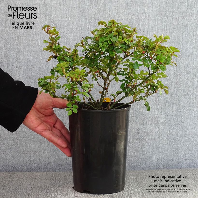 Example of Rosa Diamant - Bodembedekkende roos Pot van 3 l/4 l as you get in hiver