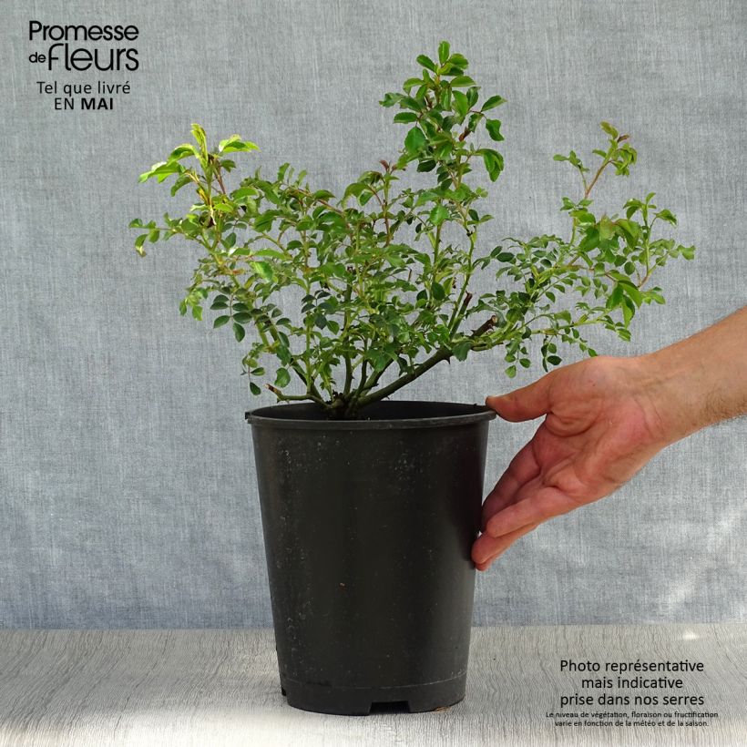 Exemplaar van Rosa Neon - Bodembedekkende roos Pot van 2 l/3 l zoals geleverd in de lente