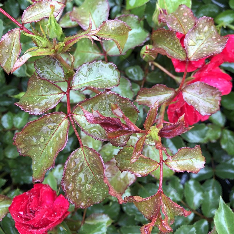 Rosa Rotilia - Bodembedekkende roos (Foliage)