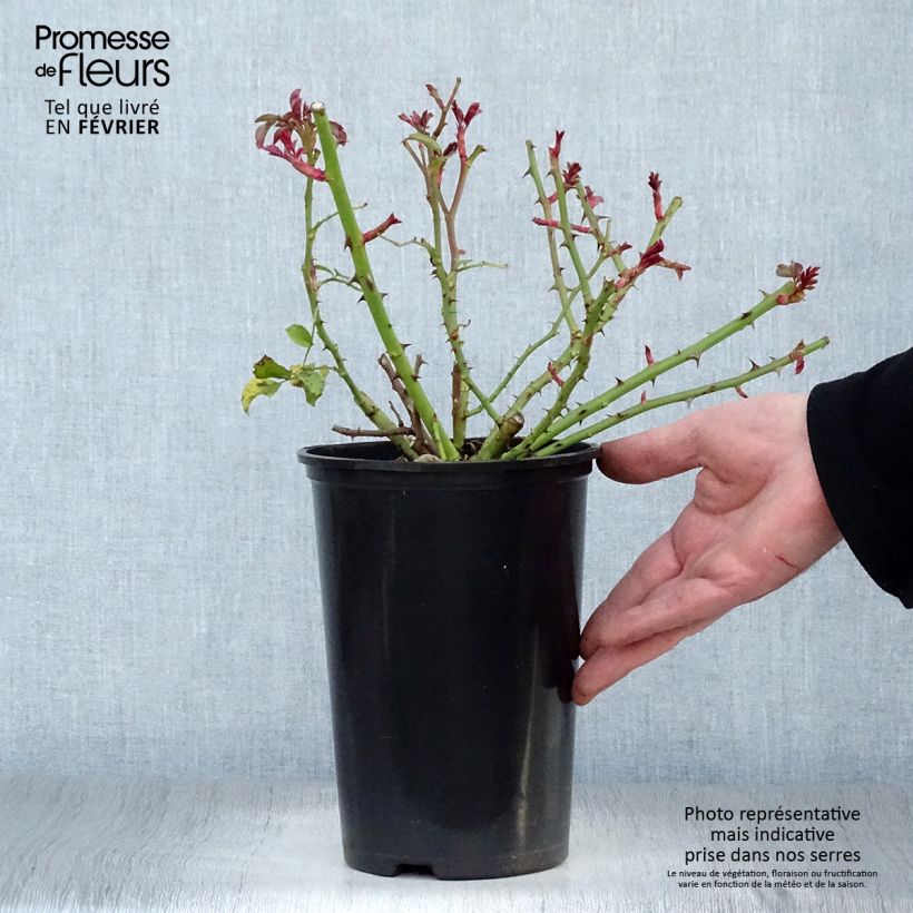 Example of Rosier couvre-sol Rigo Rotilia Pot van 2 l/3 l as you get in hiver