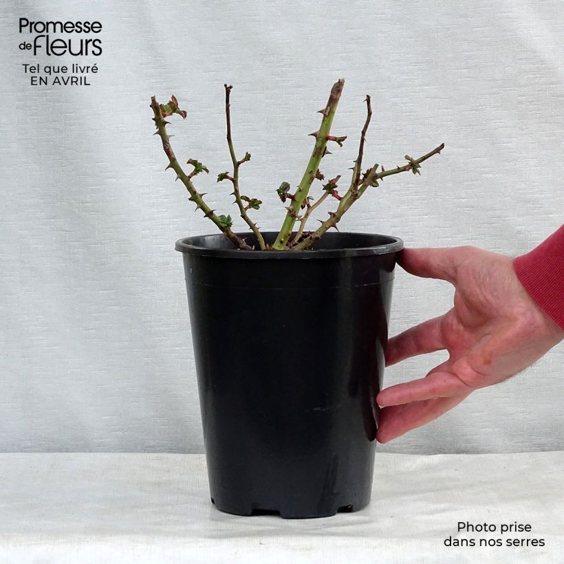 Exemplaar van Rosa Rotilia - Bodembedekkende roos Pot van 2 l/3 l zoals geleverd in de lente