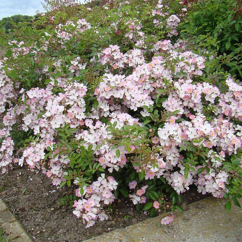 Rosa Robe Fleurie - Bodembedekkende roos (Plant habit)