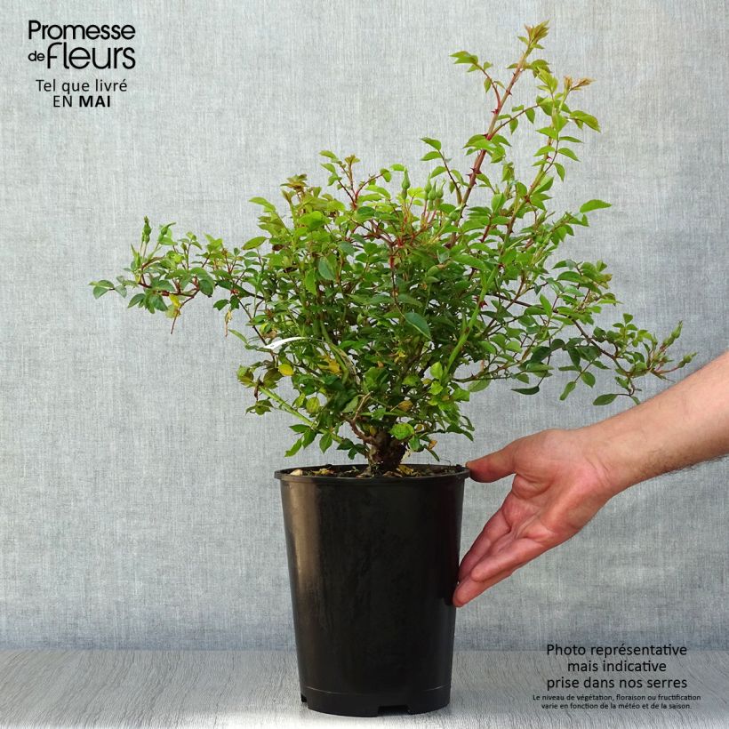 Exemplaar van Rosa Rouge Cascade - Bodembedekkende roos Pot van 2 l/3 l zoals geleverd in de lente