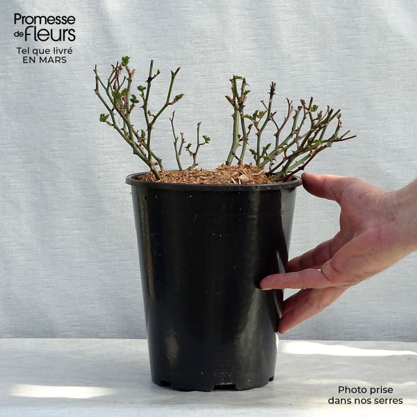 Example of Rosier couvre-sol Satina  Pot van 2 l/3 l as you get in hiver