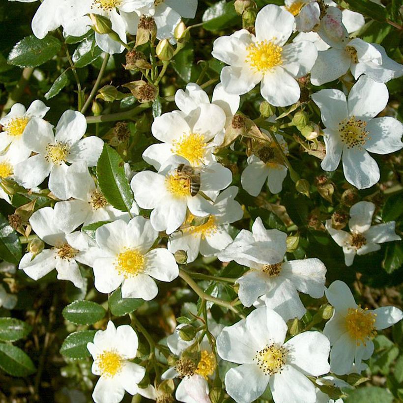 Rosa Snow Star - Bodembedekkende roos (Flowering)