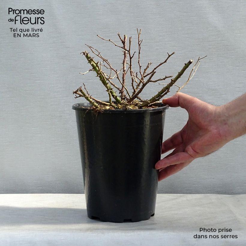 Example of Rosa Tapis Rouge - Bodembedekkende roos Pot van 2 l/3 l as you get in hiver