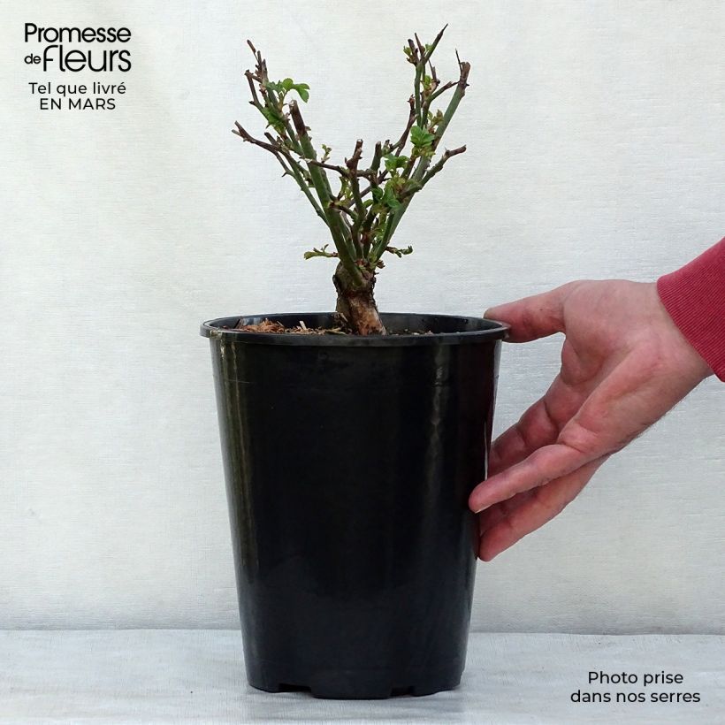 Example of Rosier couvre-sol The Fairy Pot van 4 l/5 l as you get in hiver