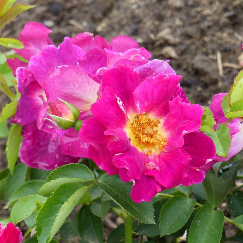 Rosa Weg der Sinne - Bodembedekkende roos (Flowering)