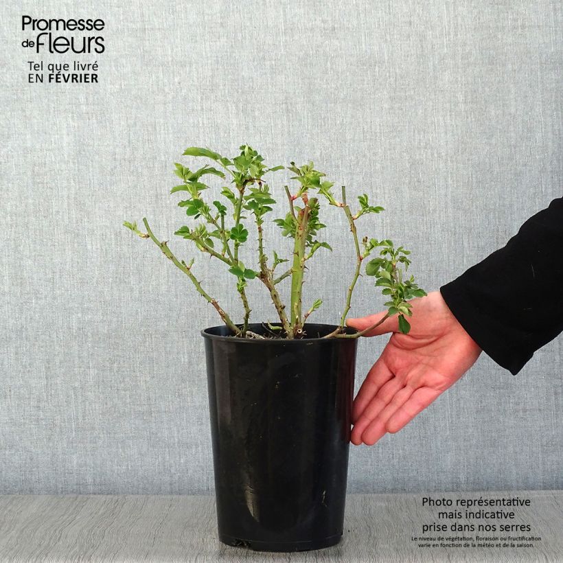 Example of Rosier couvre-sol Weg der Sinne Pot van 2 l/3 l as you get in hiver