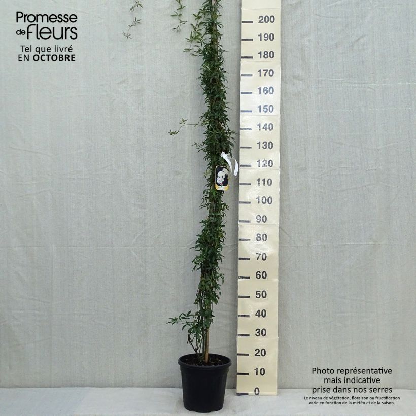 Exemplaar van Rosa banksiae Alba Plena - Banksia roos Pot van 6 l/7 l zoals geleverd in de herfst