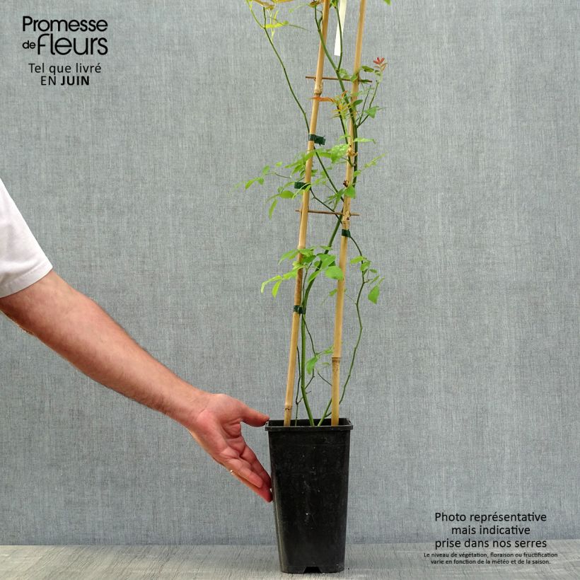 Exemplaar van Rosa banksiae Alba Plena - Banksia roos Pot van 2 l/3 l zoals geleverd in de lente