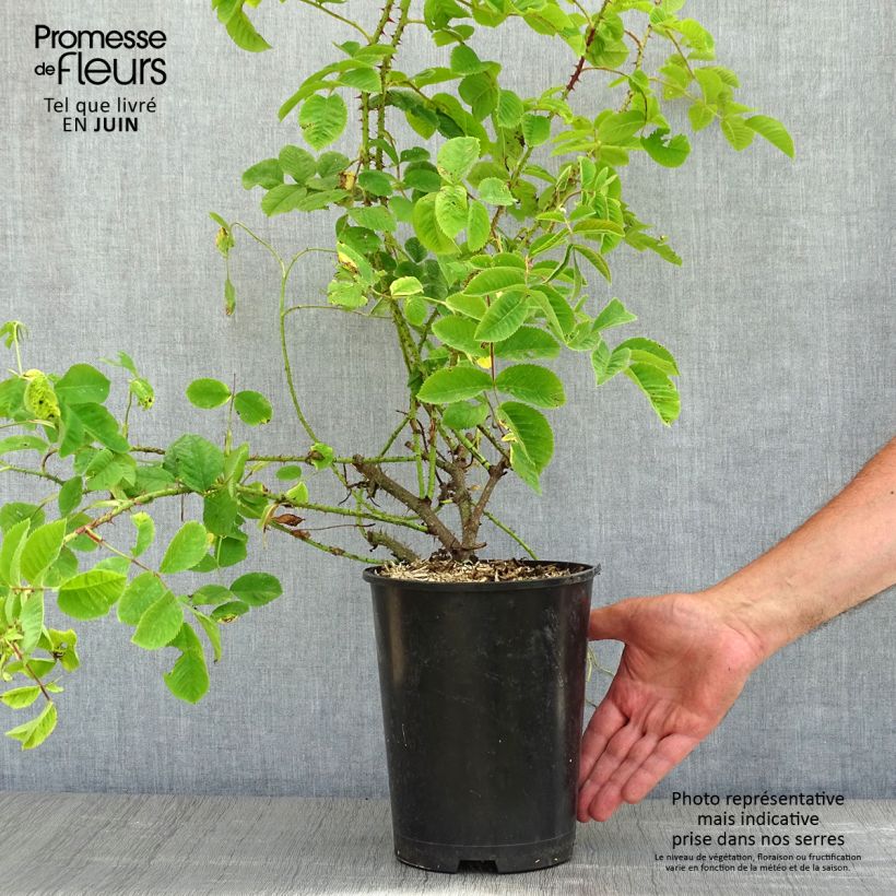 Exemplaar van Rosa Damastroos - Damascener roos Pot van 4 l/5 l zoals geleverd in de lente