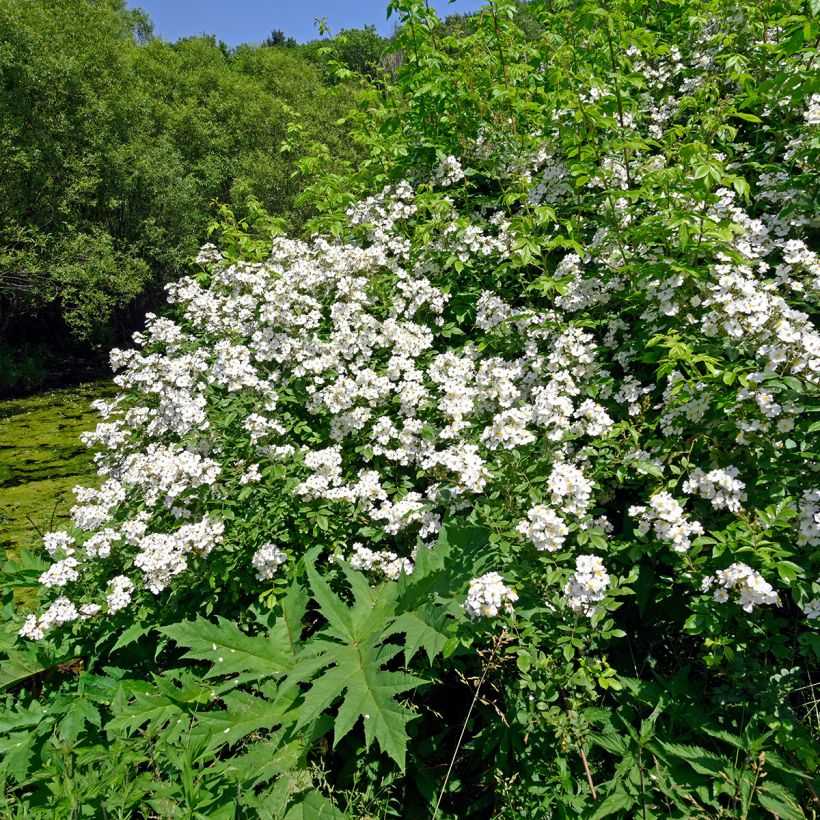 Rosa arvensis - Bosroos (Plant habit)