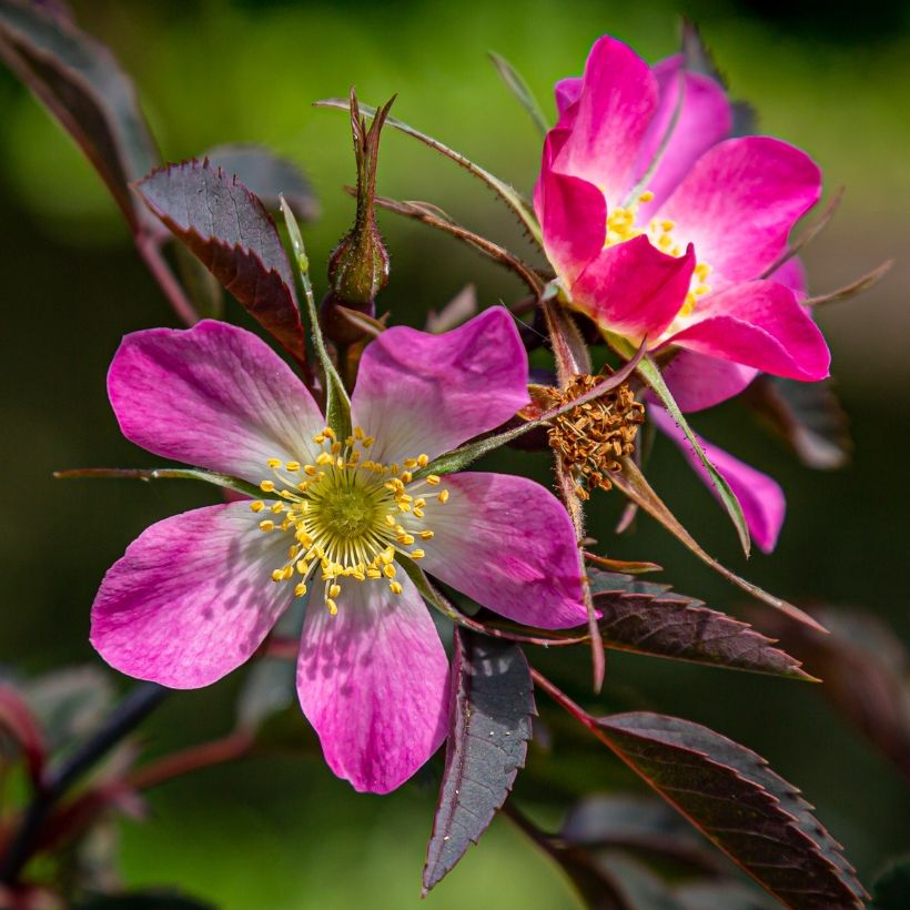 Rosa glauca - Bergroos (Bloei)