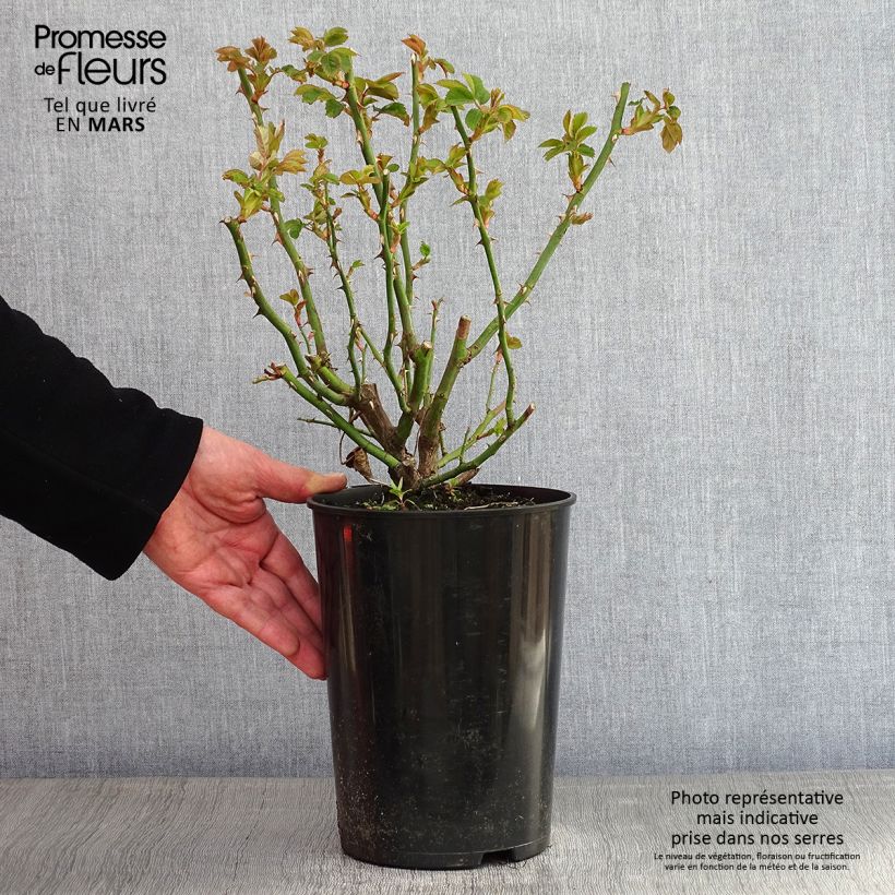 Example of Rosier grimpant Alchymist Pot van 4 l/5 l as you get in hiver