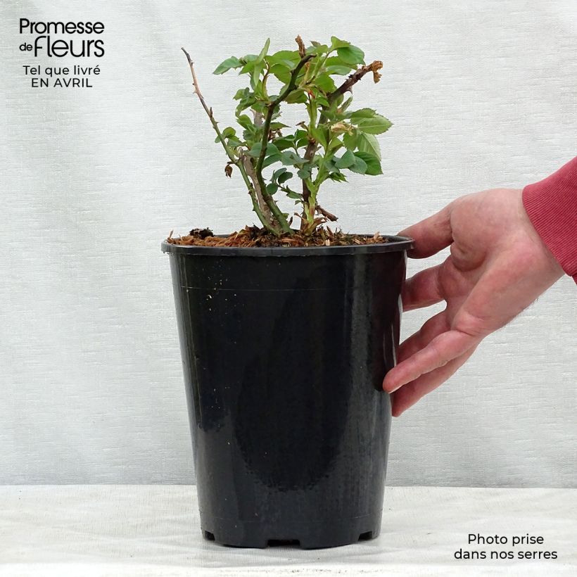 Exemplaar van Rosa Alchymist - Grootbloemige klimroos Pot van 4 l/5 l zoals geleverd in de lente