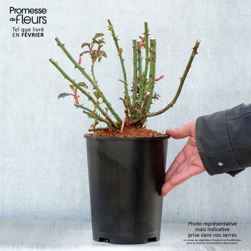 Example of Rosier grimpant Alibaba Pot van 4 l/5 l as you get in hiver