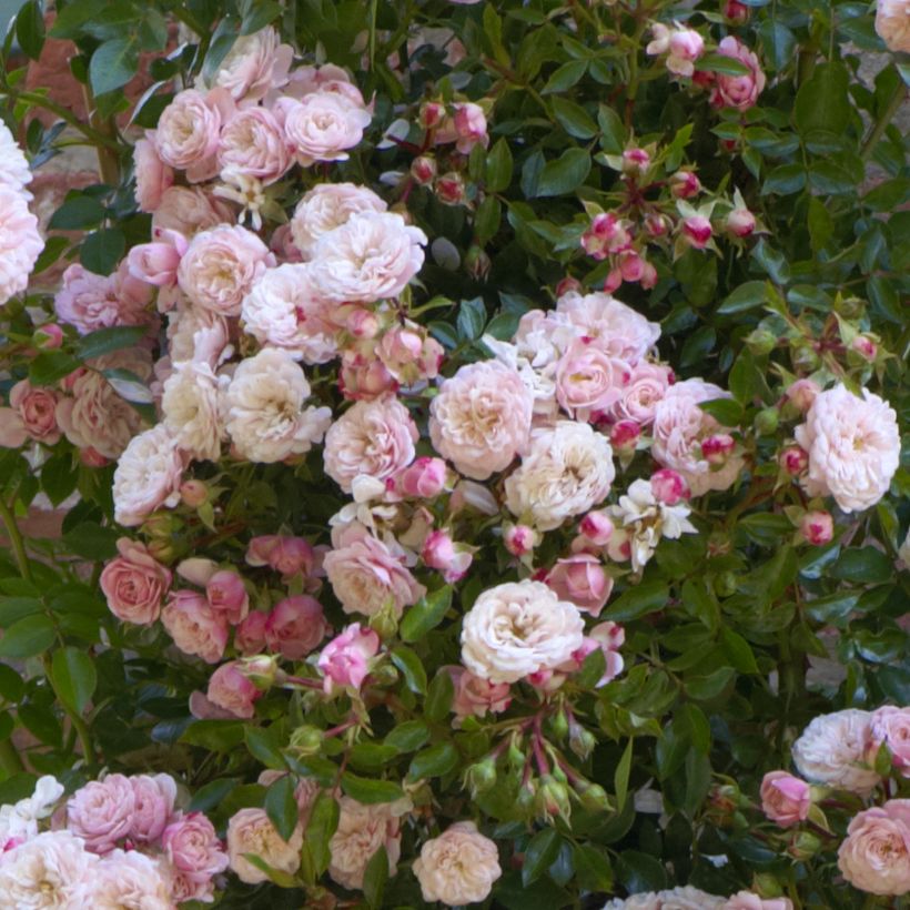 Rosa Alina - Klimroos (Bloei)