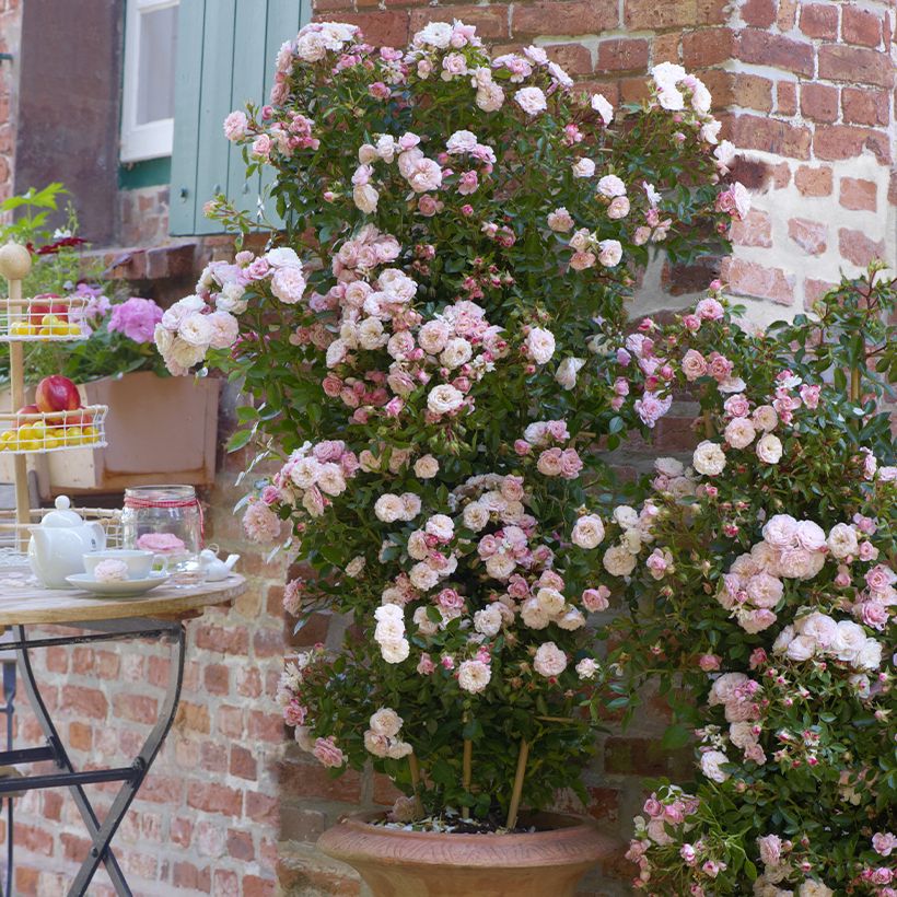 Rosa Alina - Klimroos (Groeiplaats)