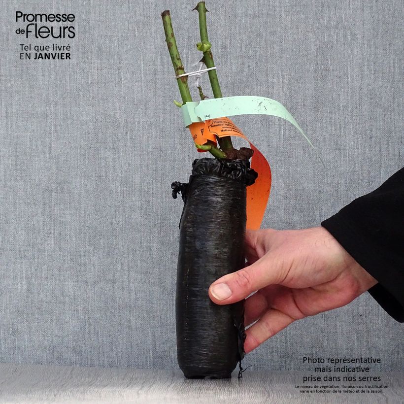 Example of Rosier grimpant Aloha ancien In kluit as you get in hiver