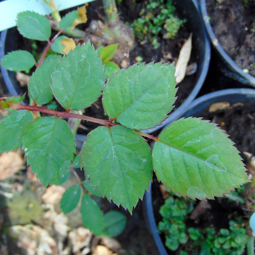 Rosa Aloha - Doorbloeiende Klimroos (Foliage)