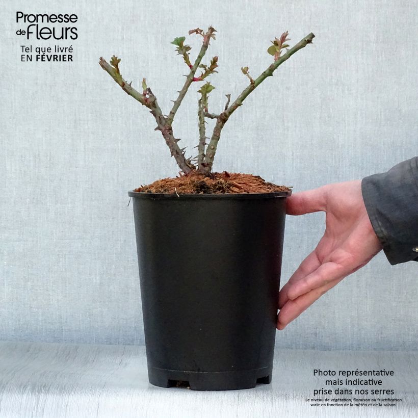 Example of Rosier grimpant Aloha ancien Pot van 4 l/5 l as you get in hiver