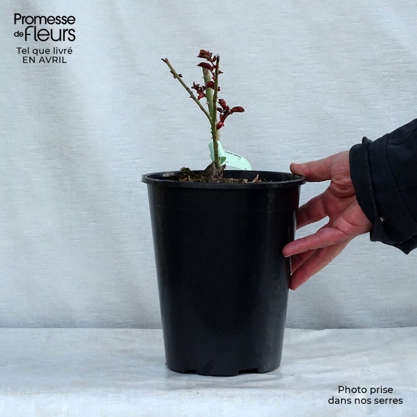 Exemplaar van Rosa Amadeus - Grootbloemige Klimroos Pot van 4 l/5 l zoals geleverd in de lente