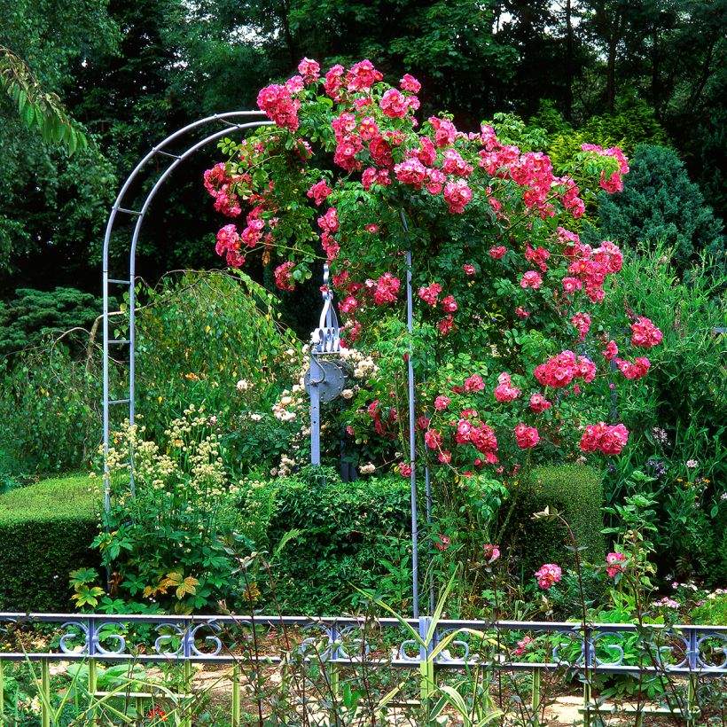 Rosa American Pillar - Klimroos (Plant habit)