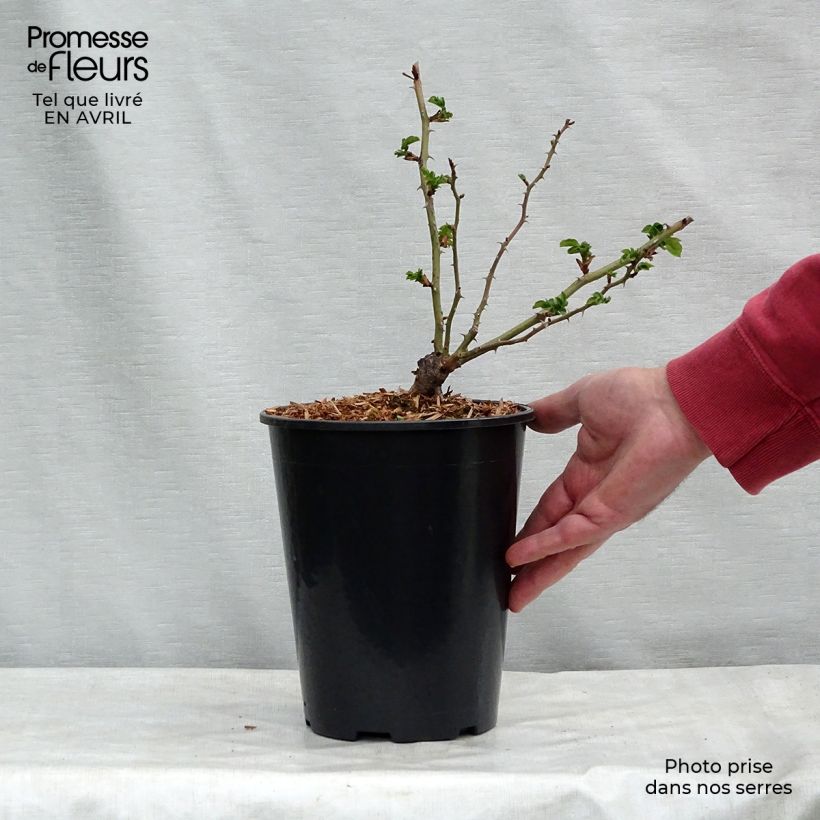 Exemplaar van Rosa American Pillar - Klimroos Pot van 4 l/5 l zoals geleverd in de lente