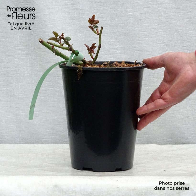 Exemplaar van Rosa Bantry Bay - Klimroos Pot van 4 l/5 l zoals geleverd in de lente