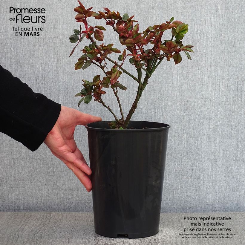 Example of Rosa Compassion - Klimroos Pot van 4 l/5 l as you get in hiver