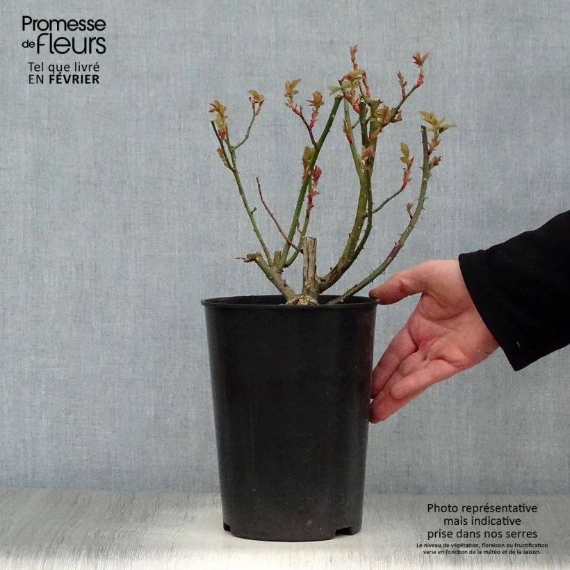 Example of Rosier grimpant Blaze Superior (Blaze Improved, Demokracie) Pot van 4 l/5 l as you get in hiver