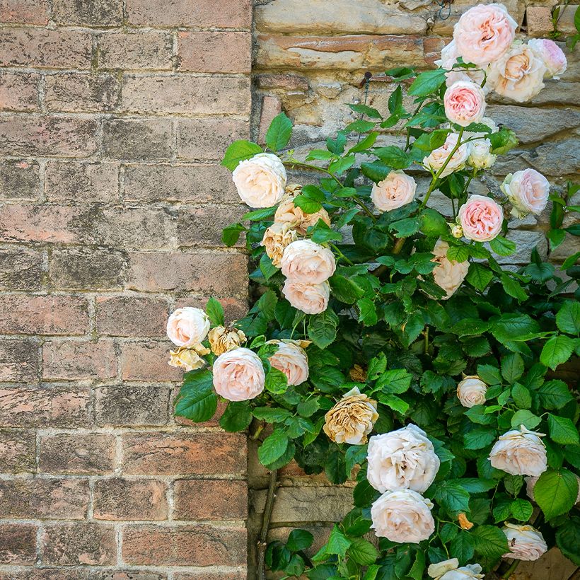 Rosa Blush Noisette - Klimroos (Groeiplaats)