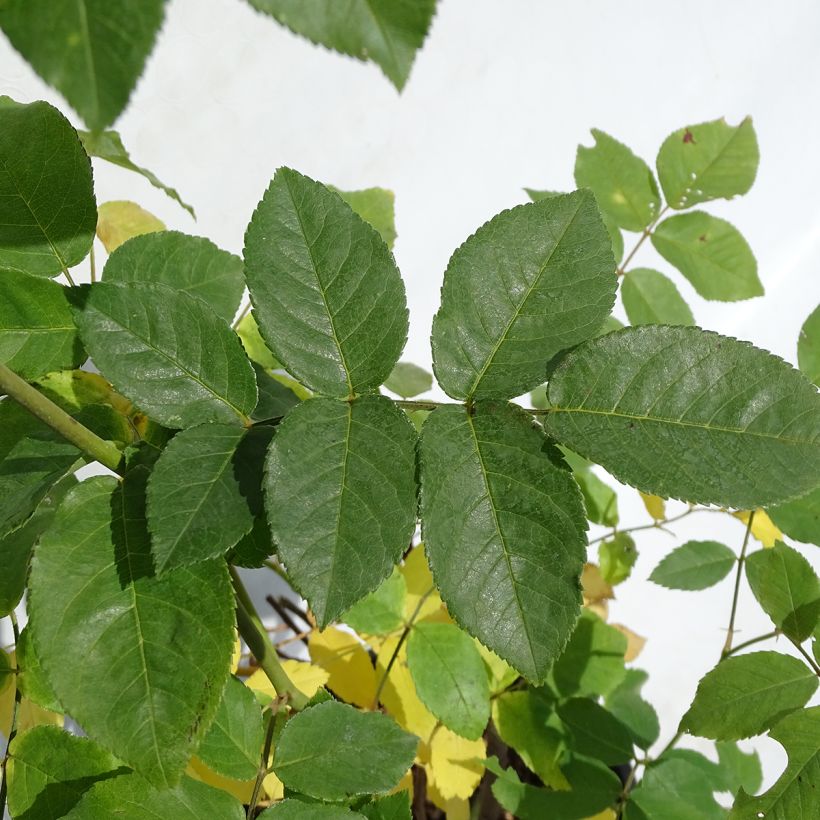 Rosa Blush Noisette - Klimroos (Foliage)
