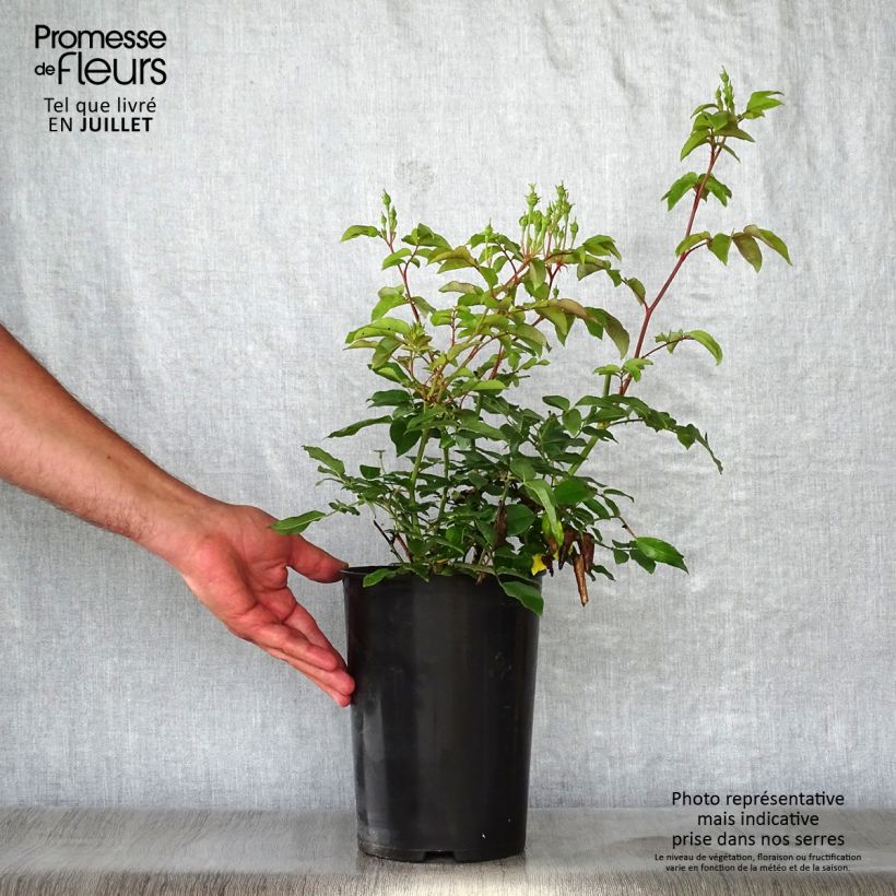 Exemplaar van Rosa Blush Noisette - Klimroos Pot van 4 l/5 l zoals geleverd in de zomer