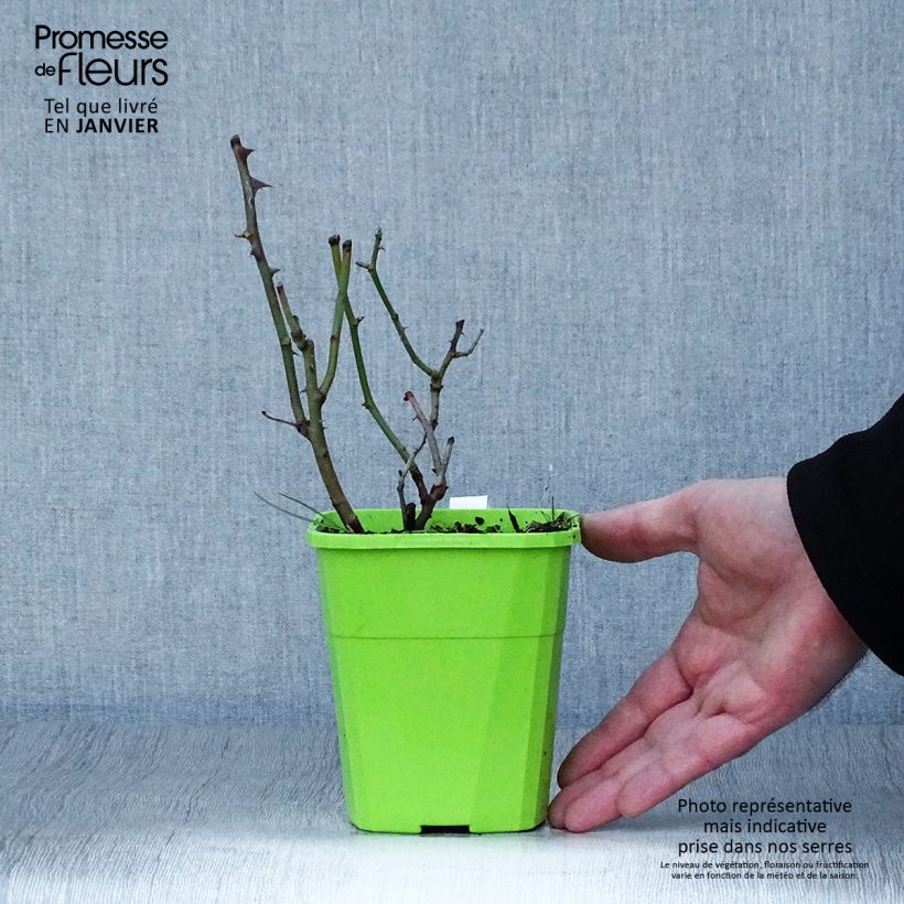 Exemplaar van Rosa Golden Gate - Grootbloemige Klimroos Pot van 4 l/5 l zoals geleverd in de winter