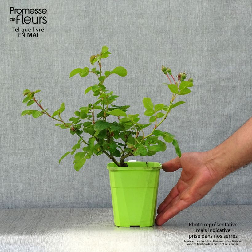 Exemplaar van Rosa Climbing Max Jasmina - Klimroos Pot van 3 l/4 l zoals geleverd in de lente