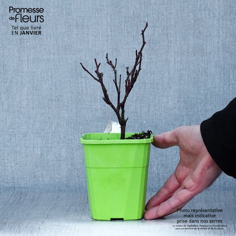 Example of Rosa Kiss me Kate - Klimroos Pot van 4 l/5 l as you get in hiver