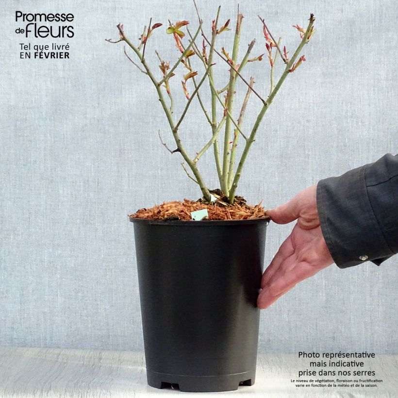 Example of Rosier grimpant Cocktail Pot de 4L/5L as you get in hiver