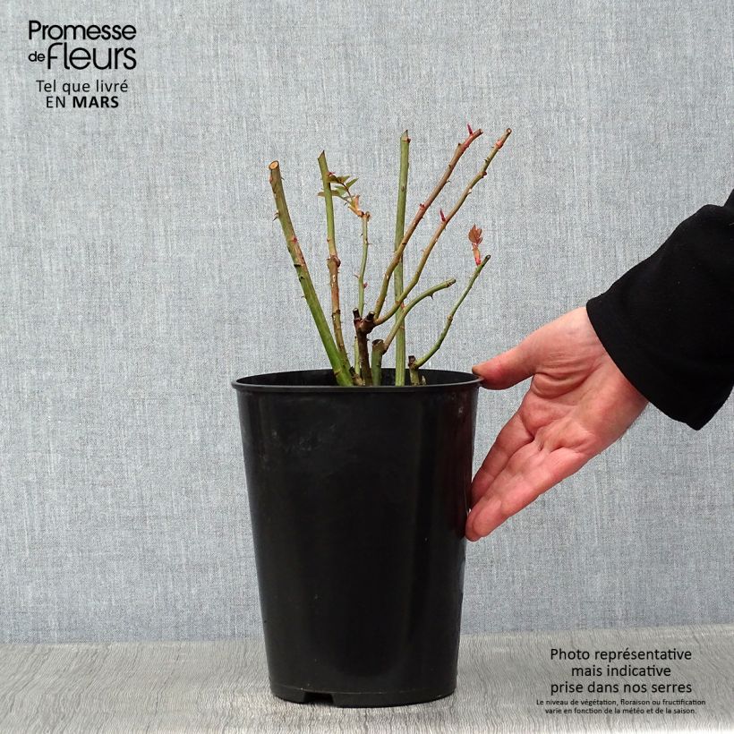 Example of Rosier grimpant Coral Dawn Pot van 4 l/5 l as you get in hiver