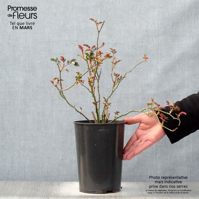 Exemplaar van Rosa Coral Dawn - Grootbloemige Klimroos Pot van 4 l/5 l zoals geleverd in de lente